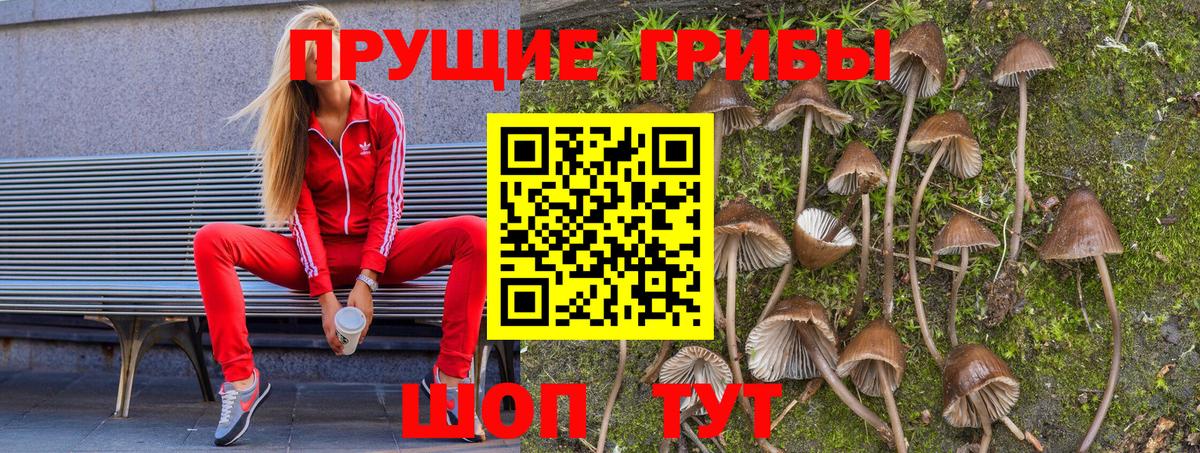 как найти наркотики  Псилоцибиновые грибы Cubensis  Вход с VPN  Губаха 